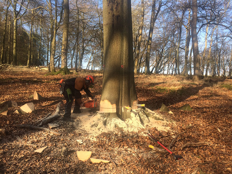 Felling mature Beech for furniture trade Nettlebed Sawmill