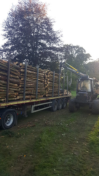 Loading softwood Nettlebed Sawmill