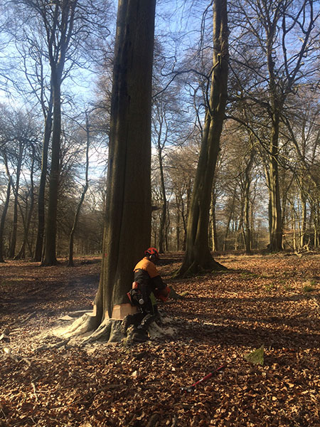 Felling mature Beech Nettlebed Sawmill