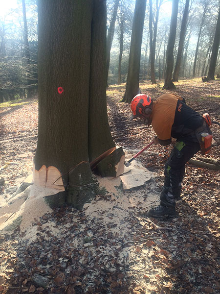 Felling mature Beech Nettlebed Sawmill