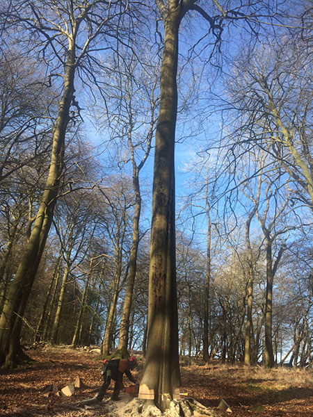 Felling mature Beech Nettlebed Sawmill