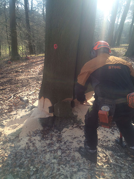 Felling mature Beech Nettlebed Sawmill