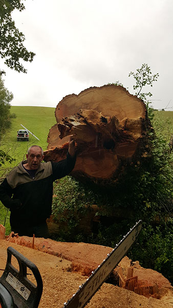 Felling dangerous roadside tree Nettlebed Sawmill