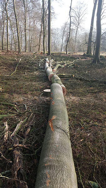Felled and trimmed out Beech Nettlebed Sawmill