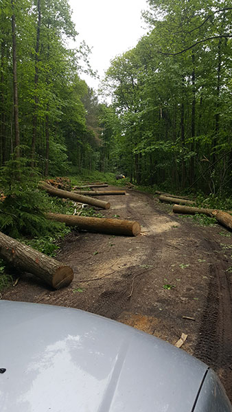 Softwood thinnings Nettlebed Sawmill