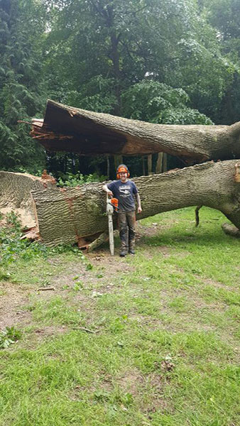 Dangerous split tree felled Nettlebed Sawmill