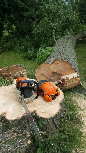 Felled Ash tree Nettlebed Sawmill
