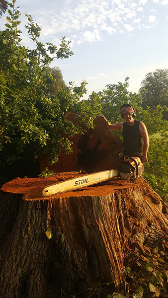 Dangerous dead Oak felled Nettlebed Sawmill