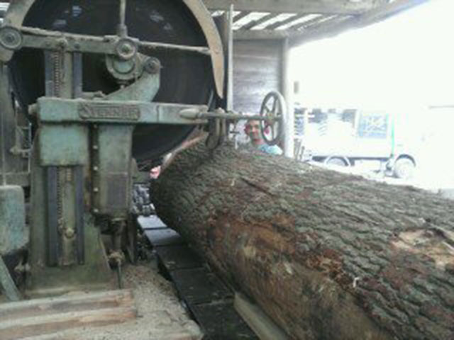 Milling large Oak butt Nettlebed Sawmill