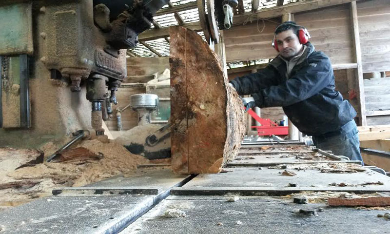 Slabbing large log Nettlebed Sawmill